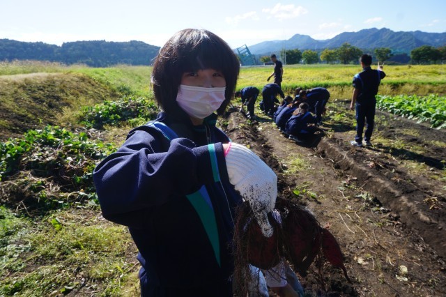 さつまいも収穫 (2).JPG